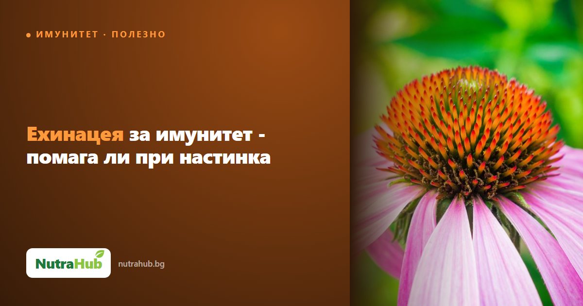 Ехинацея за имунитет - помага ли при настинка