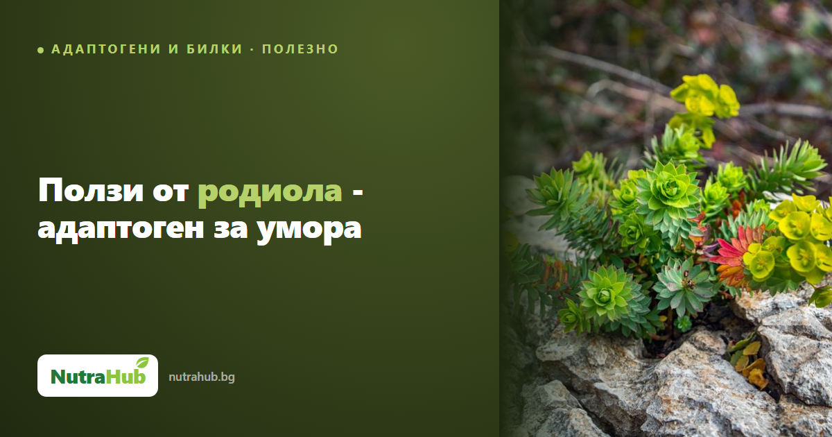 Ползи от родиола - адаптоген за умора